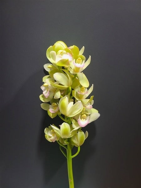 シンビジウム3色ミックス6本入（切り花）送料込み: 新鮮大好き徳島