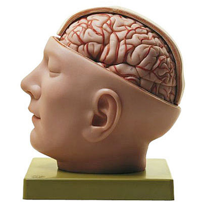 人体模型 頭部基底模型 ソムソ社