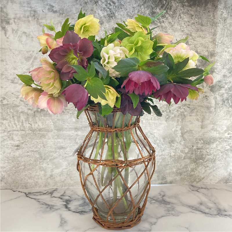 クリスマスローズ 伊勢みやび シリーズ］ 赤塚植物園オリジナル品種の