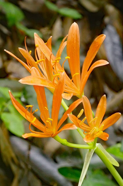 キツネノカミソリ（ヒガンバナ科）｜素人植物図鑑