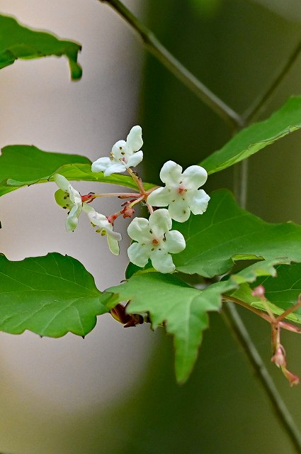 オトコヨウゾメ（ガマズミ科）｜素人植物図鑑