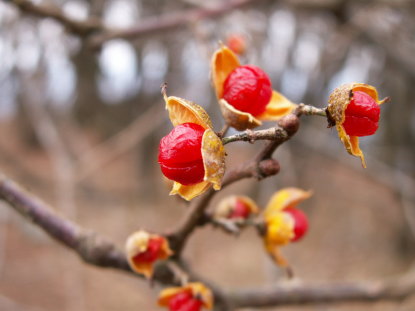 樹木図鑑(ツルウメモドキ)