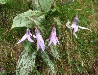 四季の山野草（カタクリ）