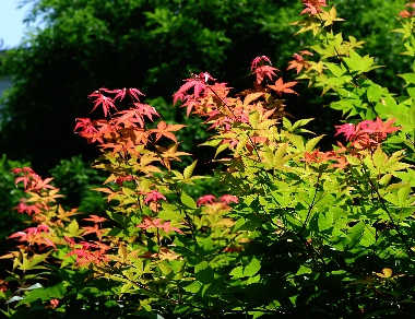 四季の山野草（オオモミジ）