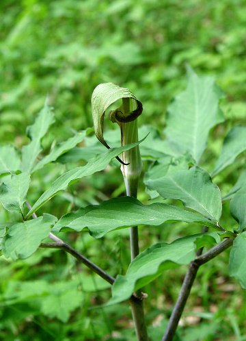 四季の山野草（マムシグサ）