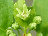 四季の山野草（ツルウメモドキ）