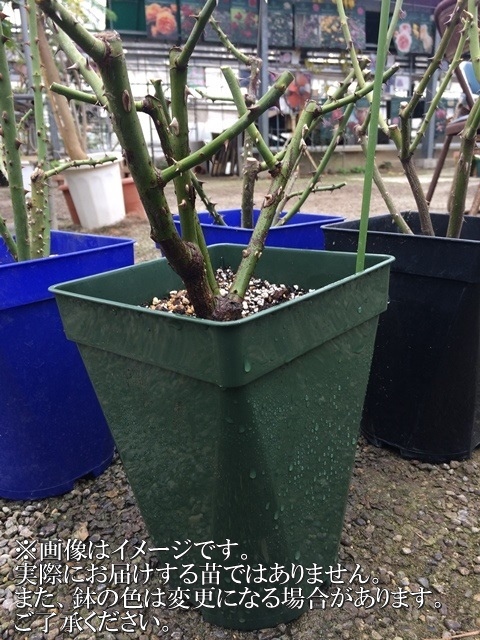 デュエット・バルコニア（大苗）7号鉢植え バラ苗 《農林水産省 登録