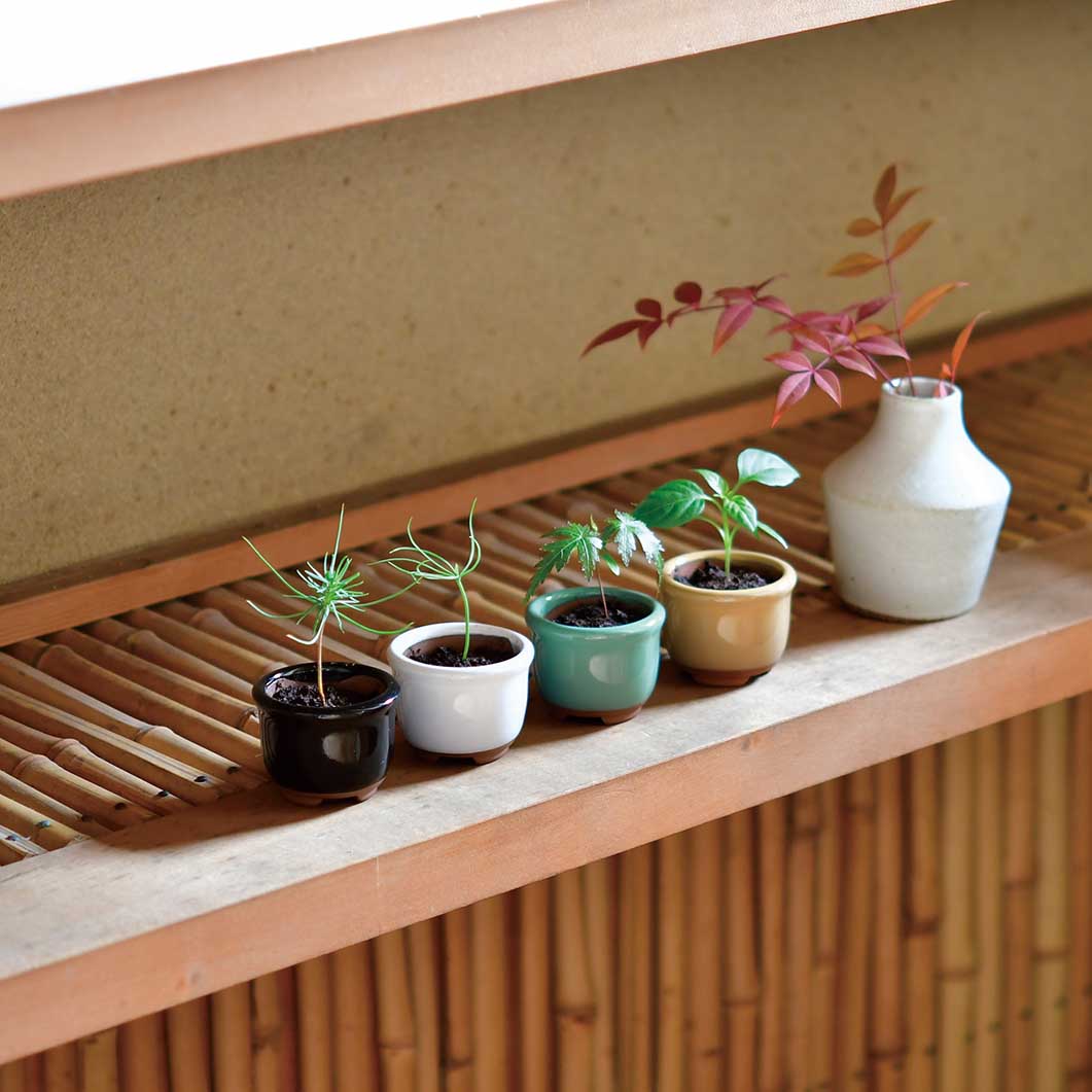 Haco Mame 豆盆栽 栽培セット 赤松／ホワイト(赤松／ホワイト)：ホーム