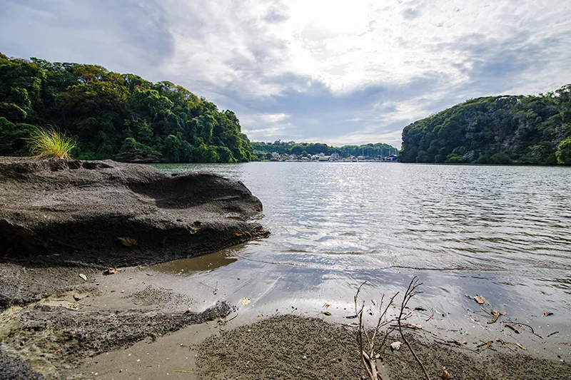 小網代の森｜関東で唯一生態系が丸ごと残る貴重な森｜公式HPからのご