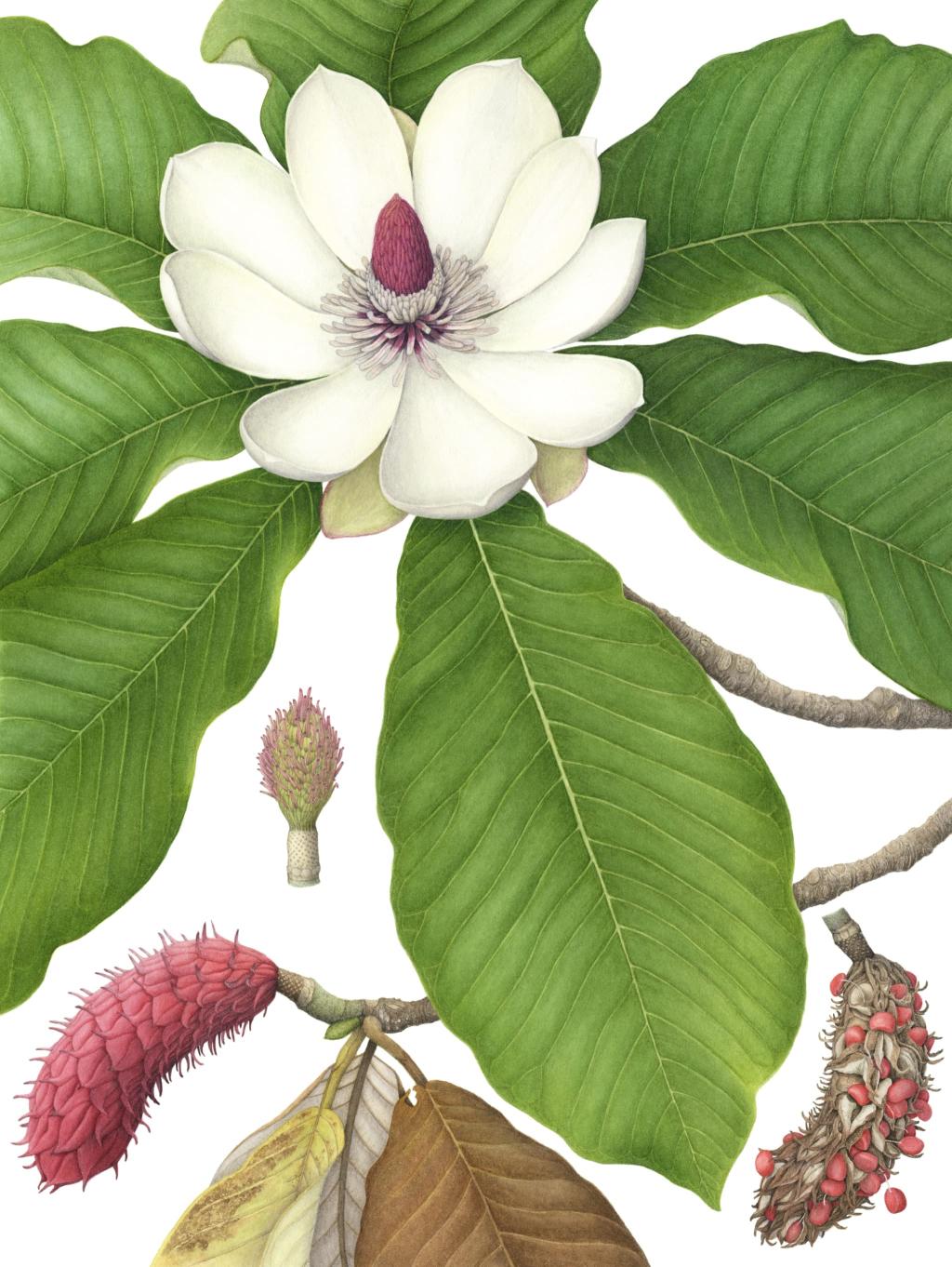 ボタニカルアートの響き−日本とインドネシアの植物画家たち｜ 高知