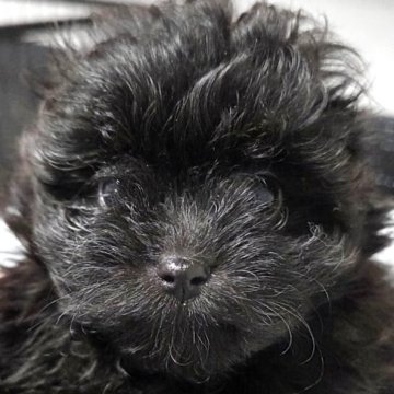 ポメキー(ポメラニアン×ヨークシャーテリア)の子犬を探す｜ブリーダー