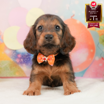 ミニチュアダックスフンドのレッド系の子犬を探す｜ブリーダー直販の