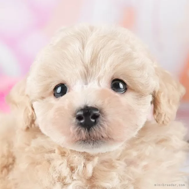 トイプードル【茨城県・女の子・2026年1月5日・クリーム】2/22㈰子犬見