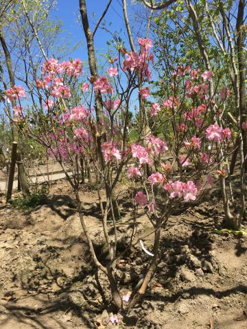 クロフネツツジ | 株式会社 中西園材