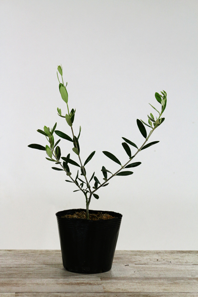 オリーブ苗木4.5号ポット ルッカ｜オリーブ化粧品の日本オリーブ公式通販