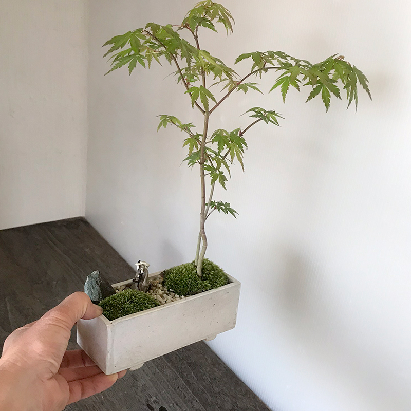 現在落葉中】送料無料！【山紅葉（ヤマモミジ）の縮景盆栽（万古焼長