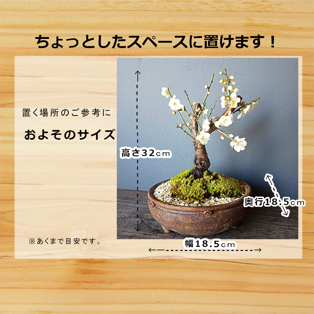 2026年開花終了】端正で香りよい花が人気の梅【白梅（はくばい）の盆栽