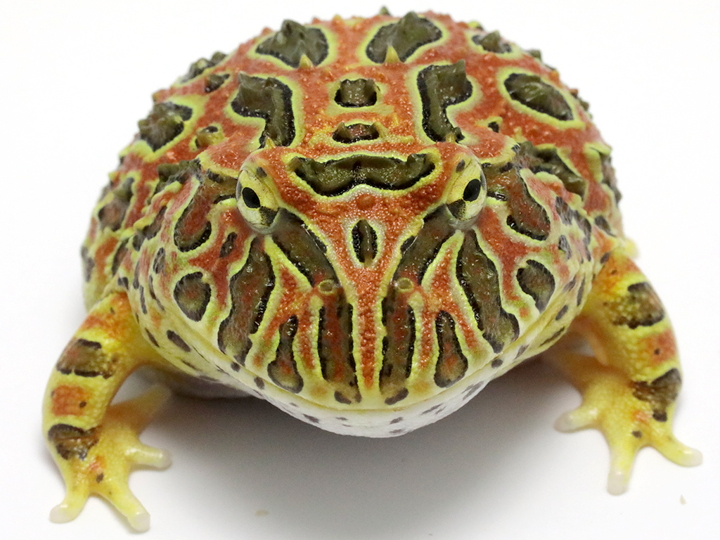 ベルツノガエル 個体別販売ページ 厳選個体 #24-1】ツノガエルの