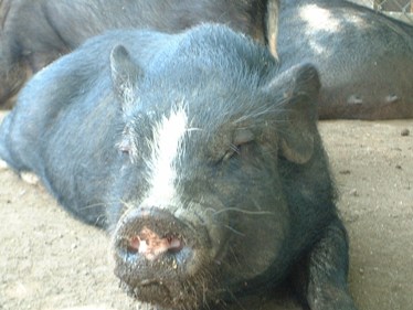 ベトナム・ポットベリー・ピッグ