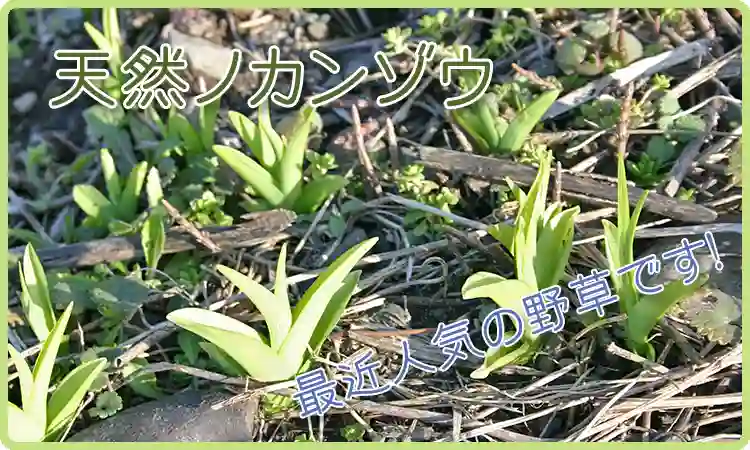 ノカンゾウ 通販 おいしい野草を卸価格で販売