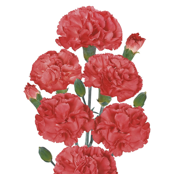 sel ® イヴァナダークオレンジ | カーネーション Cuttings | スプレー