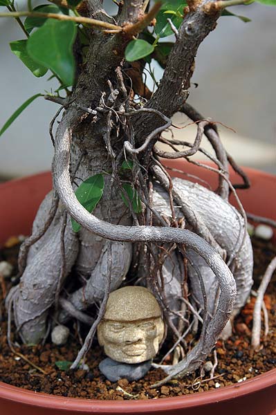 焼けたけど、石抱きガジュマル part.3〔写真2枚目〕-ジャカランダさん