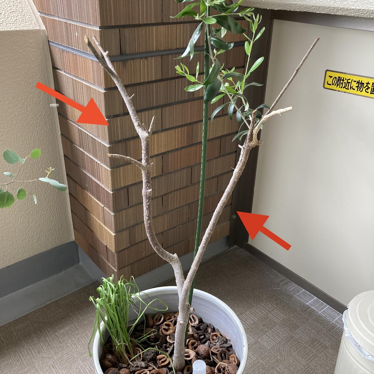 オリーブについて。矢印の枝はこの先も葉は生えてこないのでし