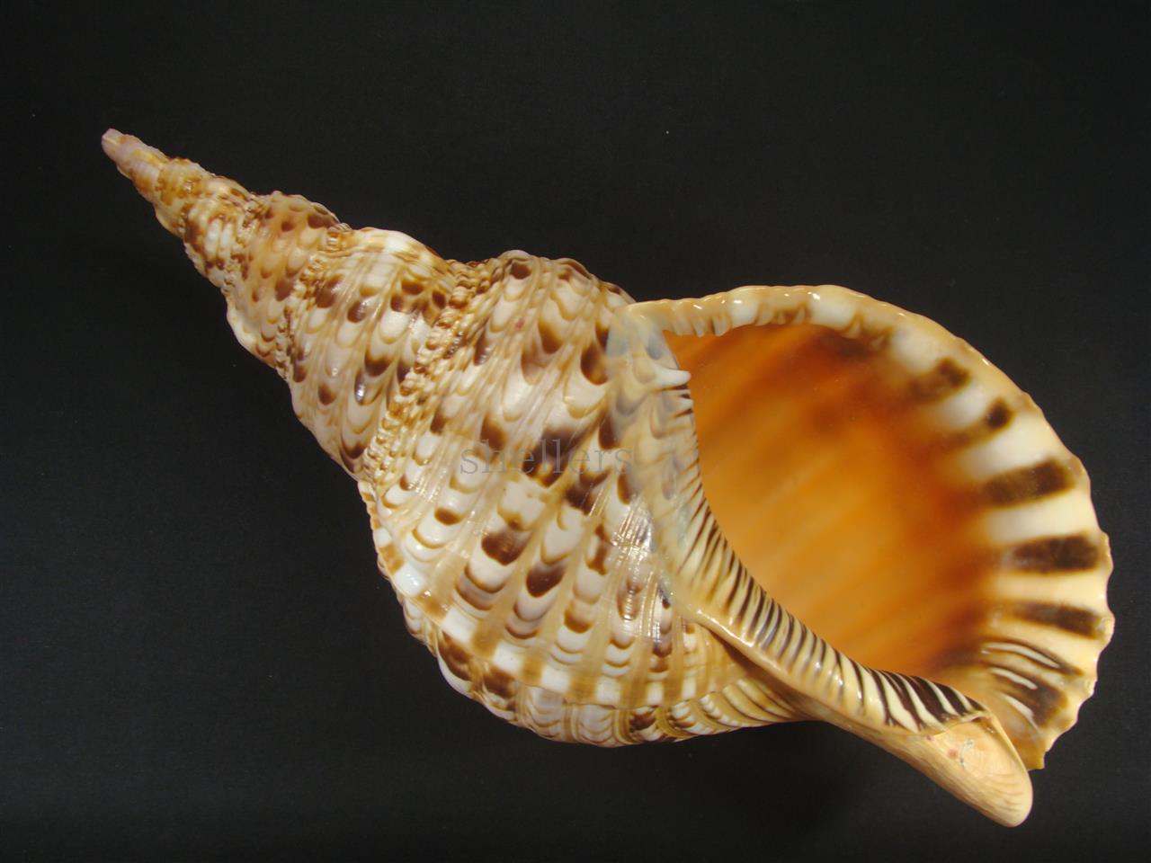 32cm 沖縄でとれた 法螺貝 置物 コレクション 32cm 沖縄でとれた