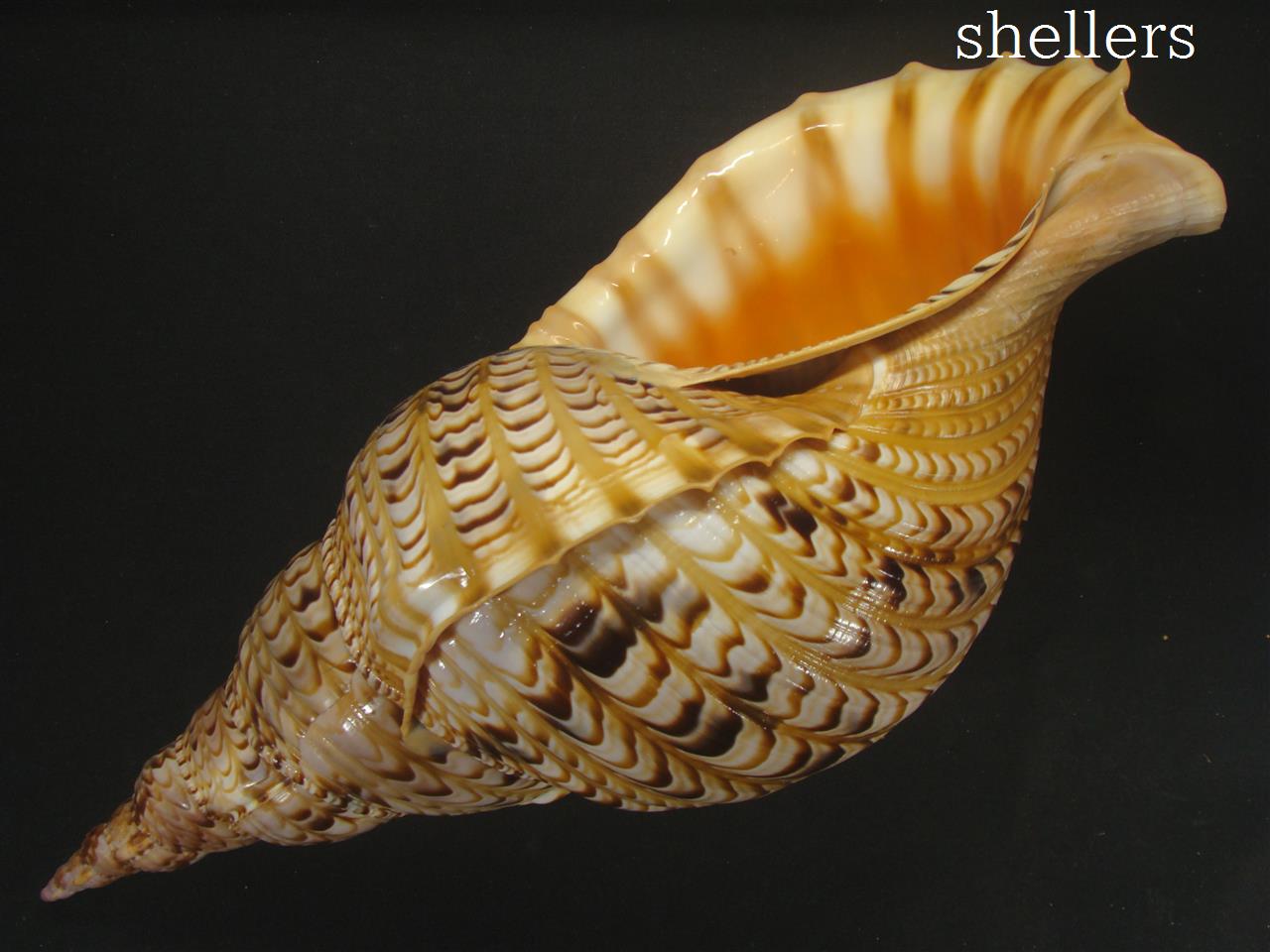 法螺貝 約565g 38cm - Kaiショップ