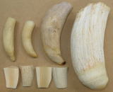 セイウチ(海象)牙/マッコウ鯨牙・骨/ミンク鯨髭・イワシクジラヒゲ