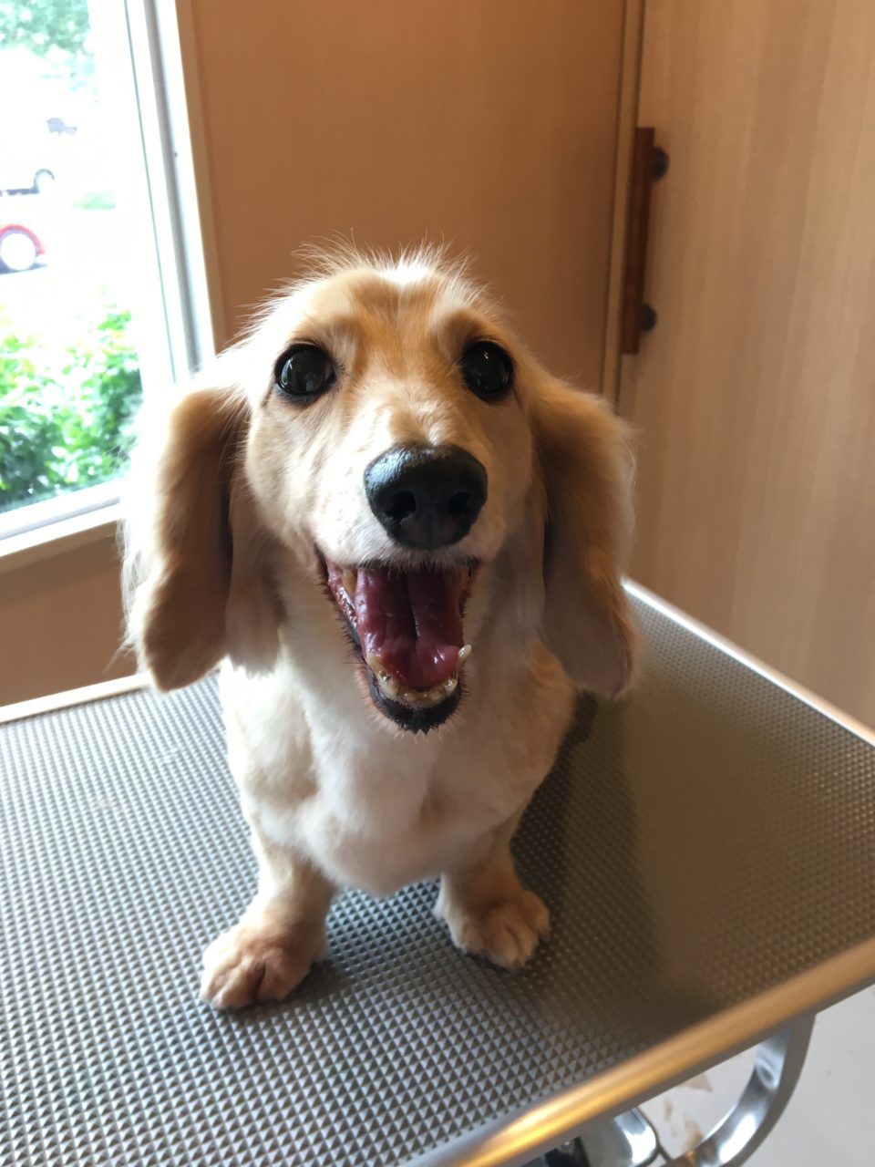 ミニチュアダックスのチョコちゃん（クリーム）とマロン君