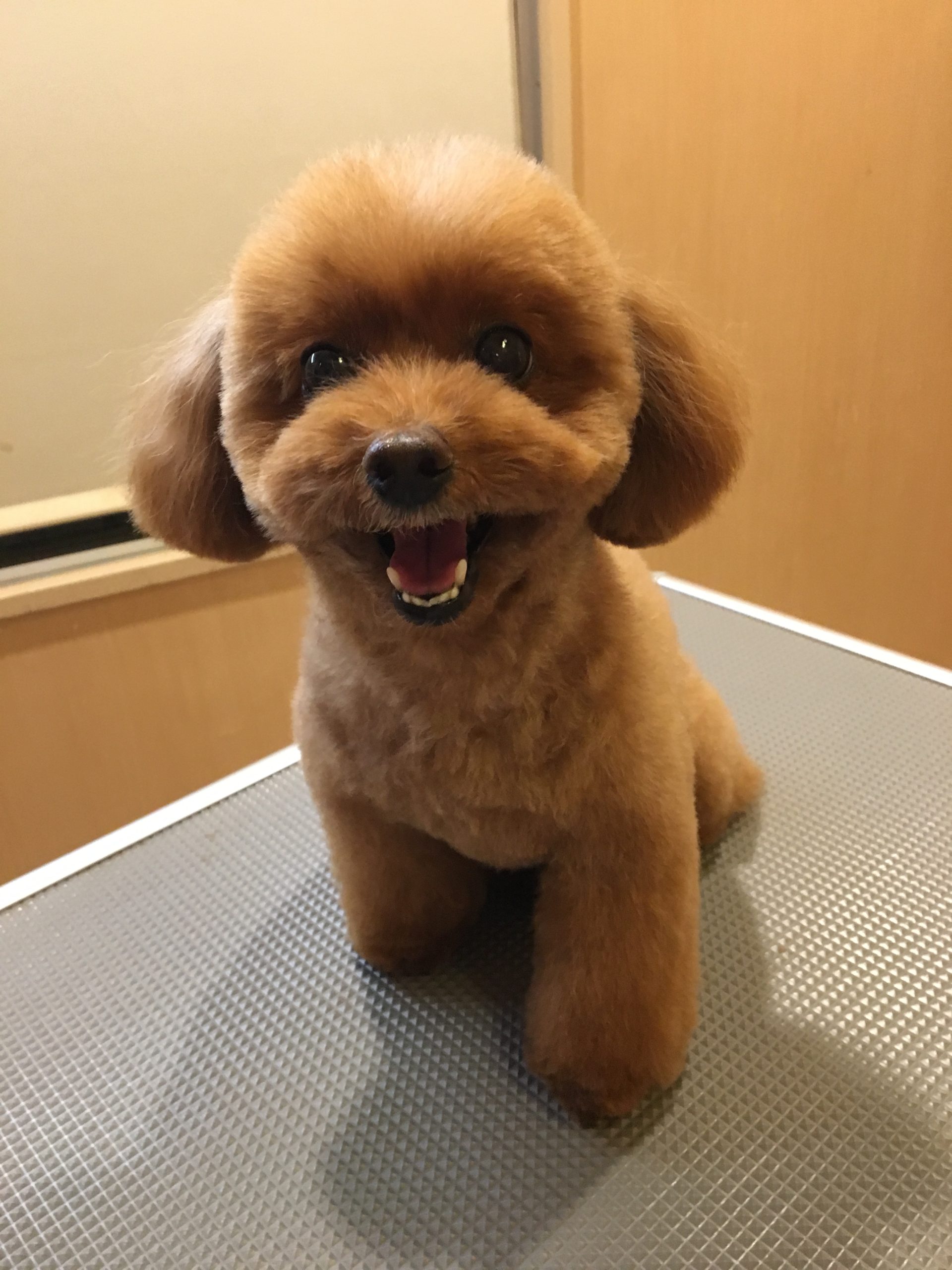 トイプードルの「ココちゃん」です🍎 | 港南区の動物病院OCEAN'S PET