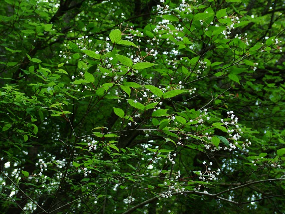 オトコヨウゾメ