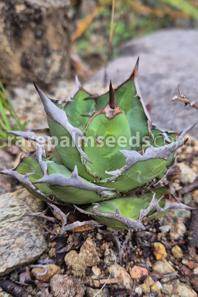 Agave oteroi – Otero Agave – Buy seeds at rarepalmseeds.com