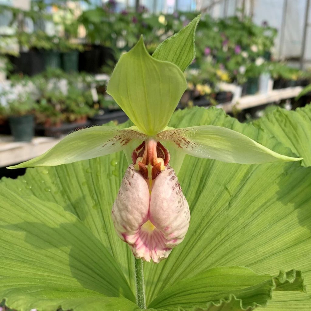 日本クマガイソウ