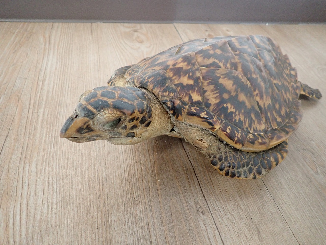 剥製 タイマイ ウミガメ 海亀 はく製 全体 背甲長 30cm 背甲幅 25cm