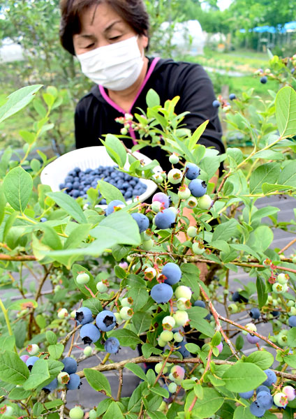 両丹日日新聞：紫色の実が鈴なりに ブルーベリー収穫始まる | ニュース