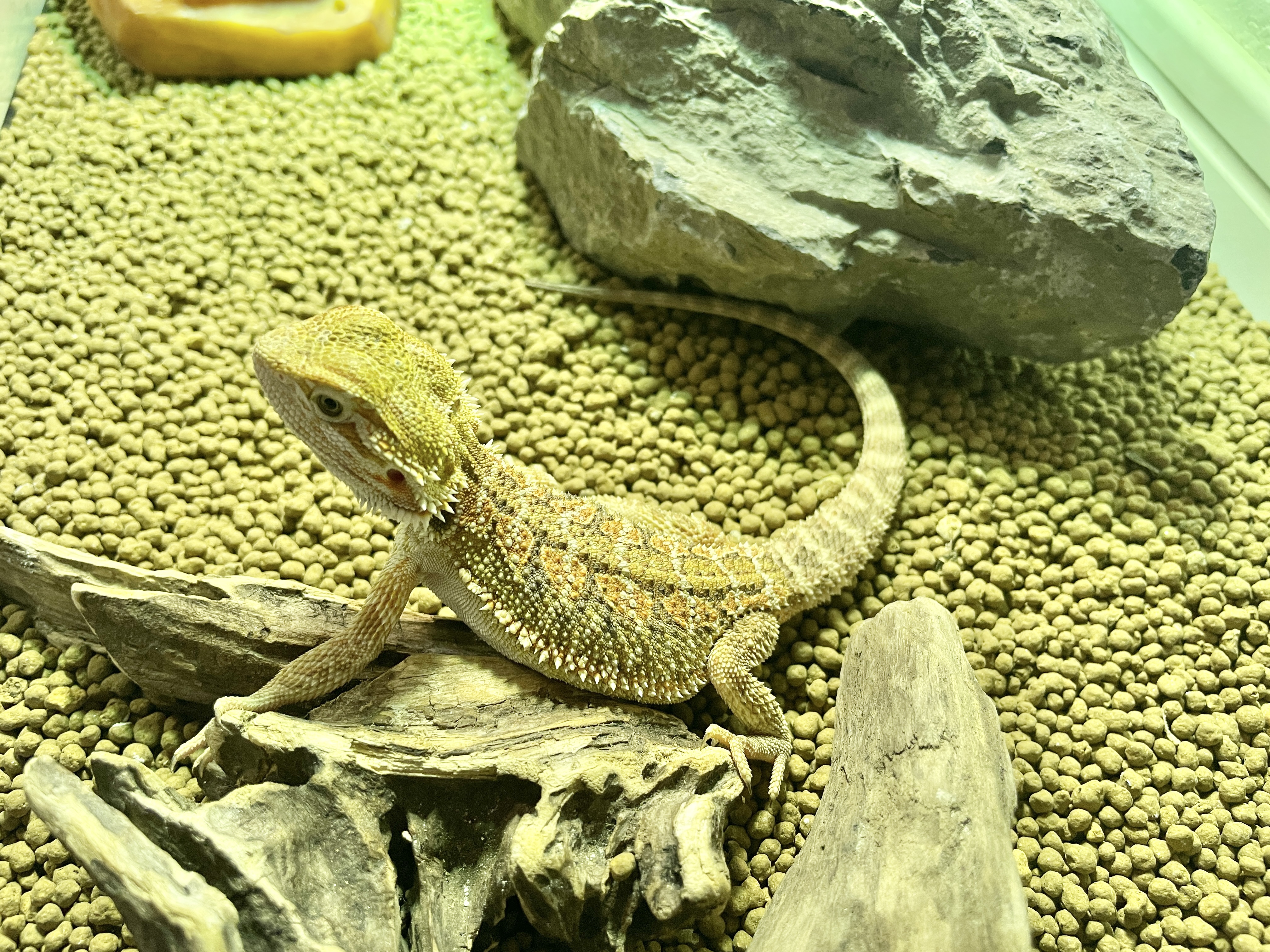 フトアゴヒゲトカゲ 魔の3ヶ月を超えました。 | 福岡の大濠にある