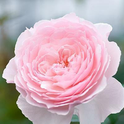 わばら図鑑 – WABARA online store