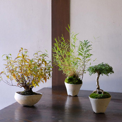 ◇秋の山野草盆栽展 2024.10.4(金)-14日(祝月)【終了】 - Blog