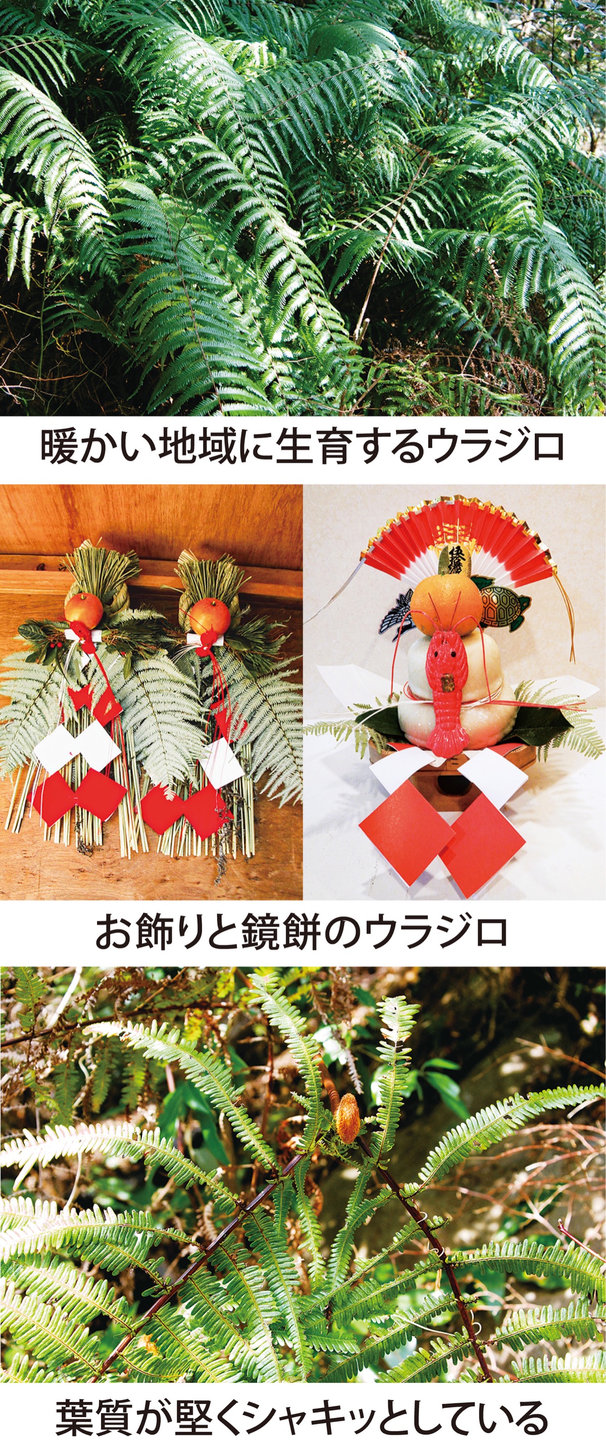 三浦半島 草花歳時記 正月特別編 ヨハイノエタ「ウラジロ」 文・写真