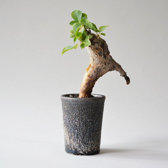 コミフォラ・グイドッティ | 多肉植物・特別な鉢の販売 | トーキー | TOKY