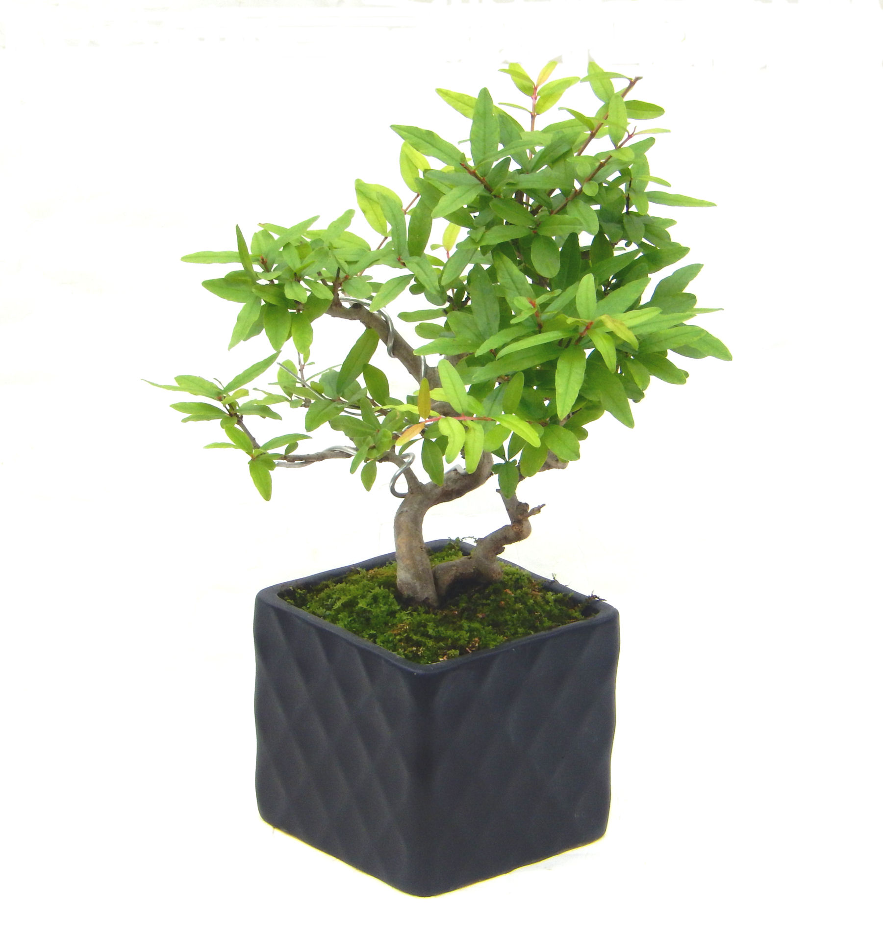 ザクロ。ザクロの盆栽、ミニ盆栽|東京盆栽|a-masa-201huusui