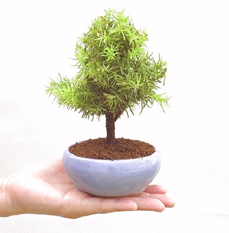 杉 盆栽 屋久島杉｜東京盆栽｜a-masa-103jyoumonsugi2011