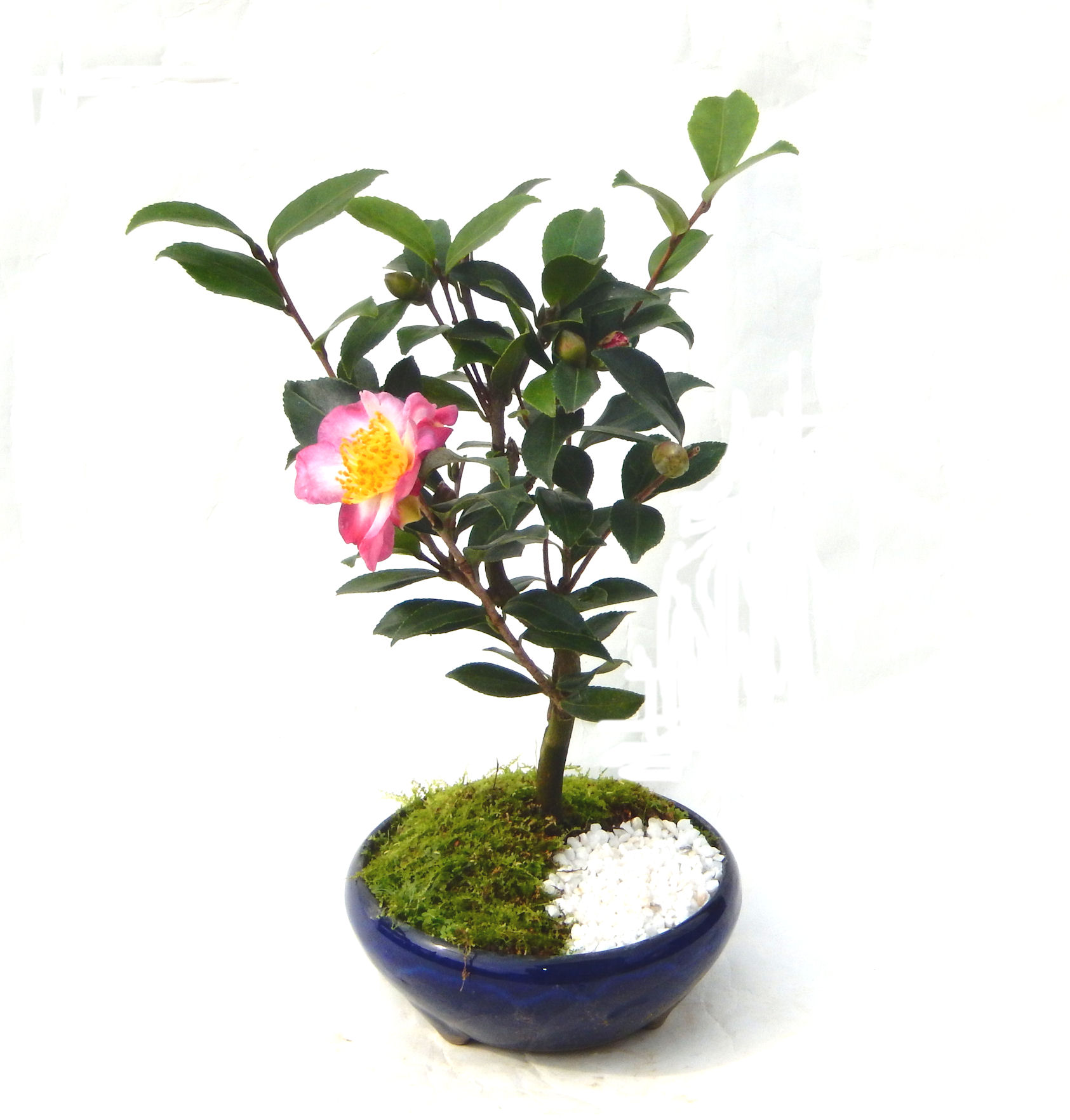 さざんか サザンカ 山茶花のミニ盆栽 |東京盆栽 a-masa-103sazanka2018