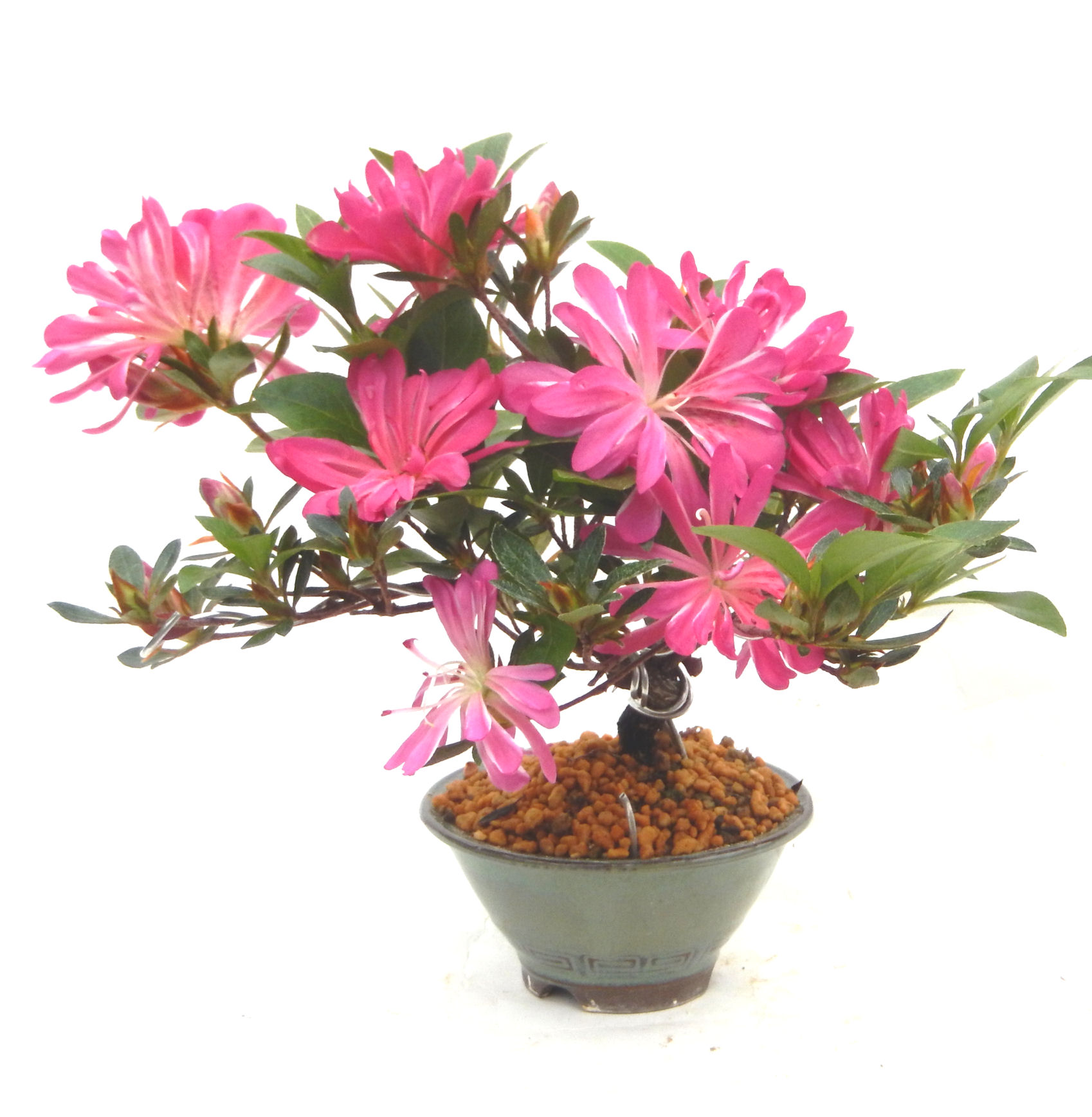 Ysh_sugawara69】皐月（赤サツキ）盆栽 CS001 Ysh_sugawara69】皐月