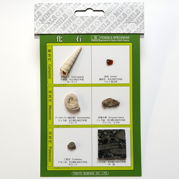 化石標本セット（4・6・8・15種）｜化石販売・鉱物販売の東京サイエンス