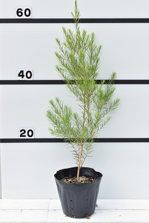 メラレウカ メディカルティーツリー｜メラレウカの生産販売 タナカ園芸