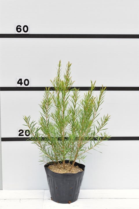 メラレウカ スノーインサマー｜メラレウカの生産販売 タナカ園芸