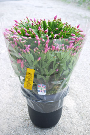 花岬農園からのお知らせ